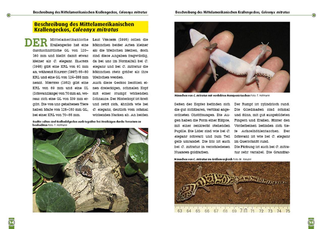 Der Mexikanische und Mittelamerikanische Krallengecko